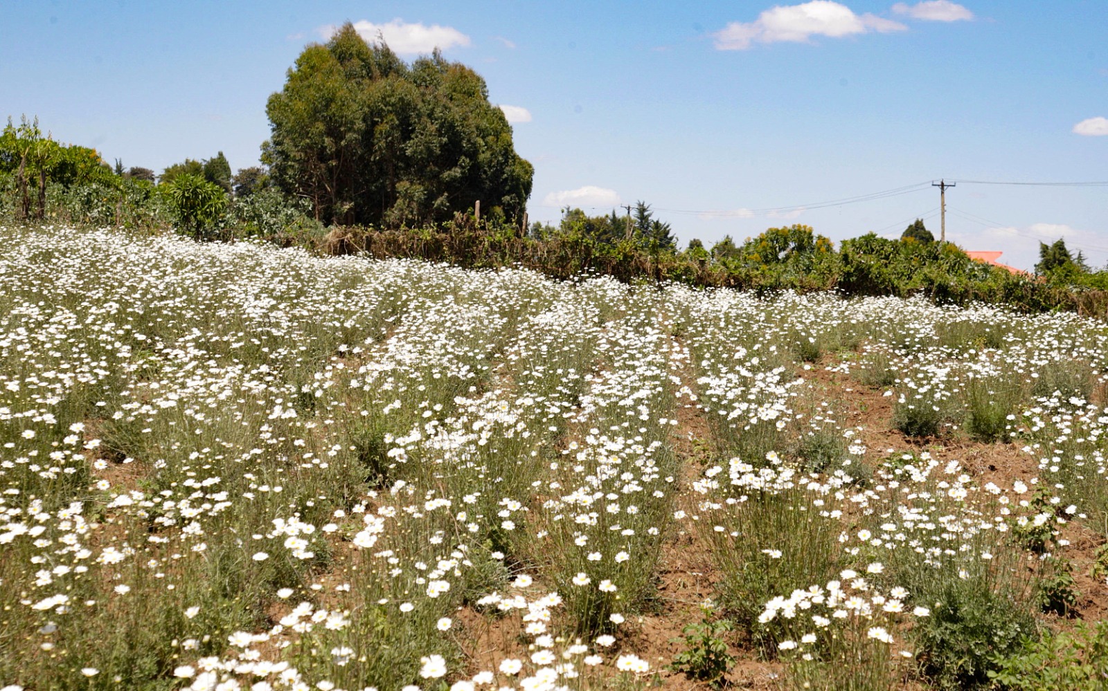 How Kenyan Farmers Boost Quality Yields with Solar Dryers